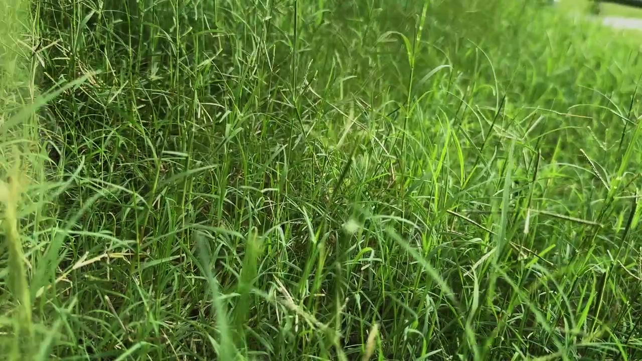 Inquadratura ampia di erba Bermuda lussureggiante che ondeggia dolcemente nella brezza, creando un prato verde fresco con uno scenario naturale all'aperto