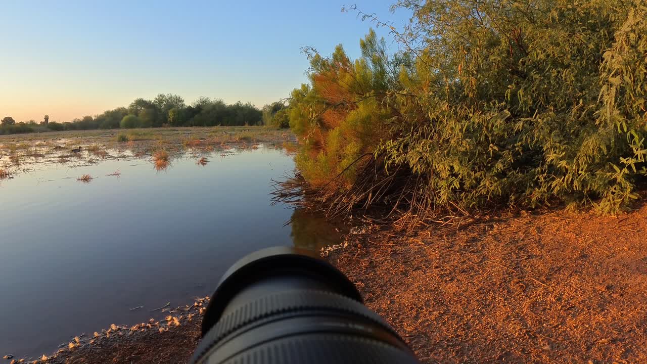 Static point-of-view video focused on a single duck swimming and walking near the shore of a secluded lagoon at sunset