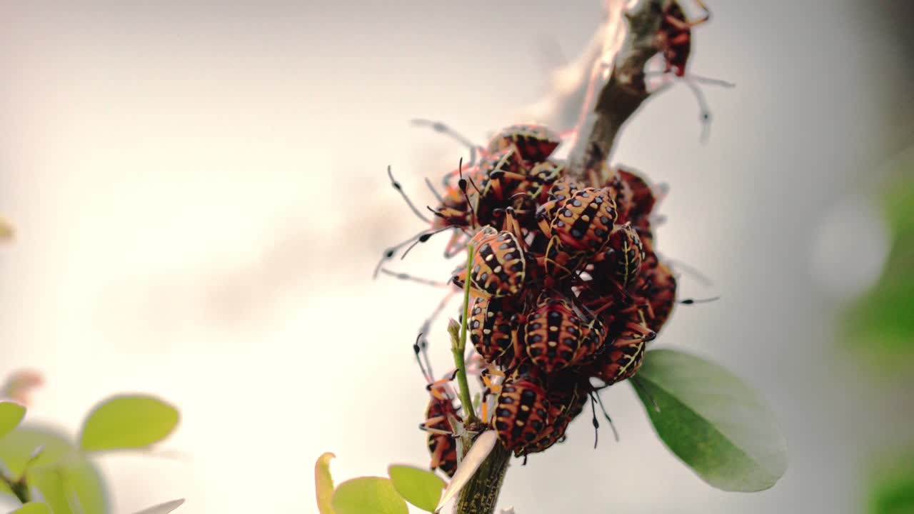 Close up of a group of chinche bugs tightly packed on a tree branch with soft background