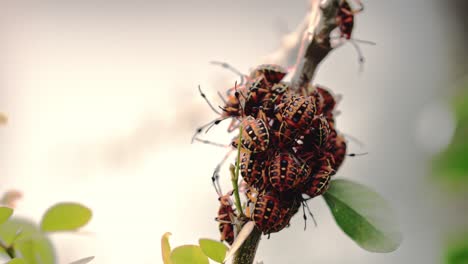 close up of a group of chinche bugs tightly packed on a tree branch with soft background