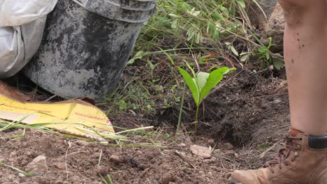 cerca de los zapatos de trabajo de una mujer plantando un árbol en el bosque