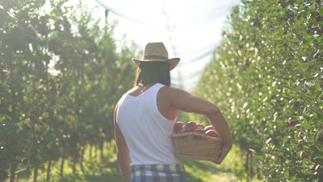 man harvesting red apples in a sunny orchard