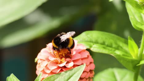 bumblebee pollinating a zinnia flower in a garden