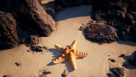 starfish on sandy beach at sunset