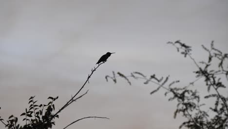 silhouette of a hummingbird in an arizona mesquite tree