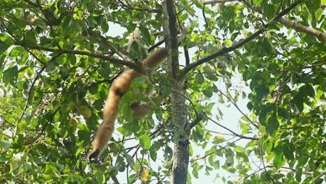 White-handed-Gibbon,-Hylobates-lar,-4K-Footage