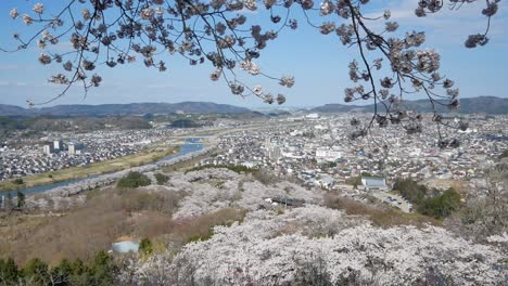 vista desde el parque funaokajo en plena floración son sopladas por el viento cerca del río shiroishi en funaoka, sendai, japón en primavera