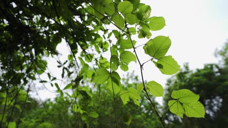 Beautiful-and-exotic-vibrant-green-plants-thriving-in-the-heart-of-the-jungle