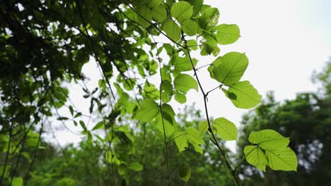 hermosas y exóticas plantas verdes vibrantes que prosperan en el corazón de la selva