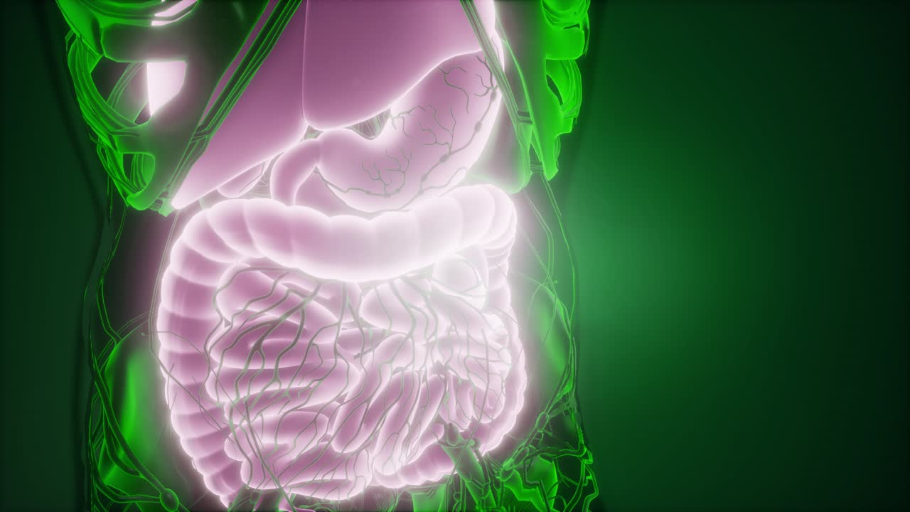 Human Body with Visible Digestive System