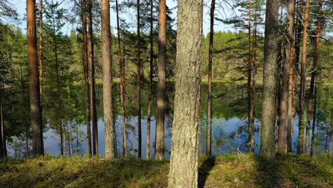 aerial view of the lake and forest in finland. beautiful nature of finland.
