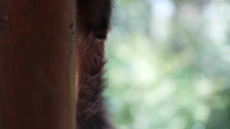 spider monkey hanging around looking at camera close up