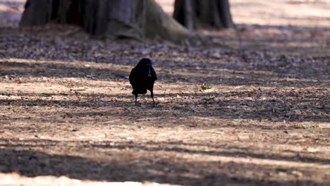 a crow walks alone in a wooded area.