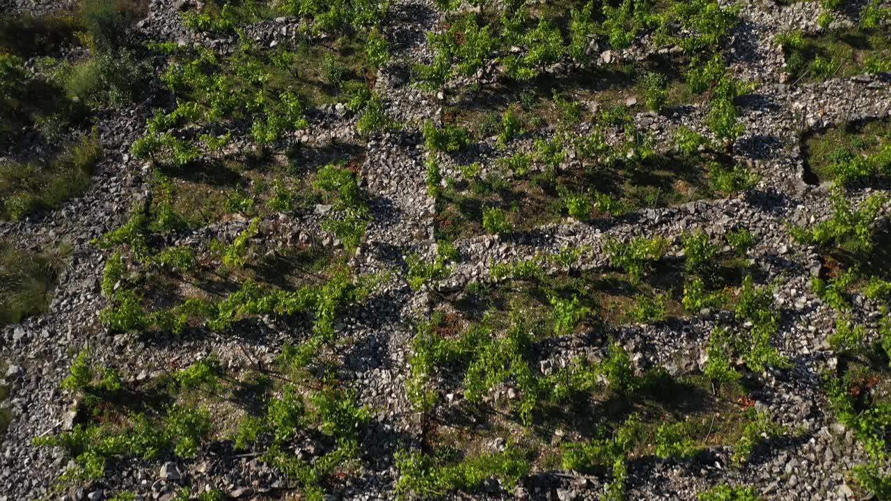 volando sobre el viñedo primosten babic en croacia - toma aérea de drones