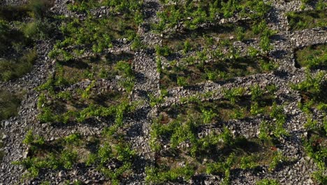 flying over primosten babic vineyard in croatia - aerial drone shot