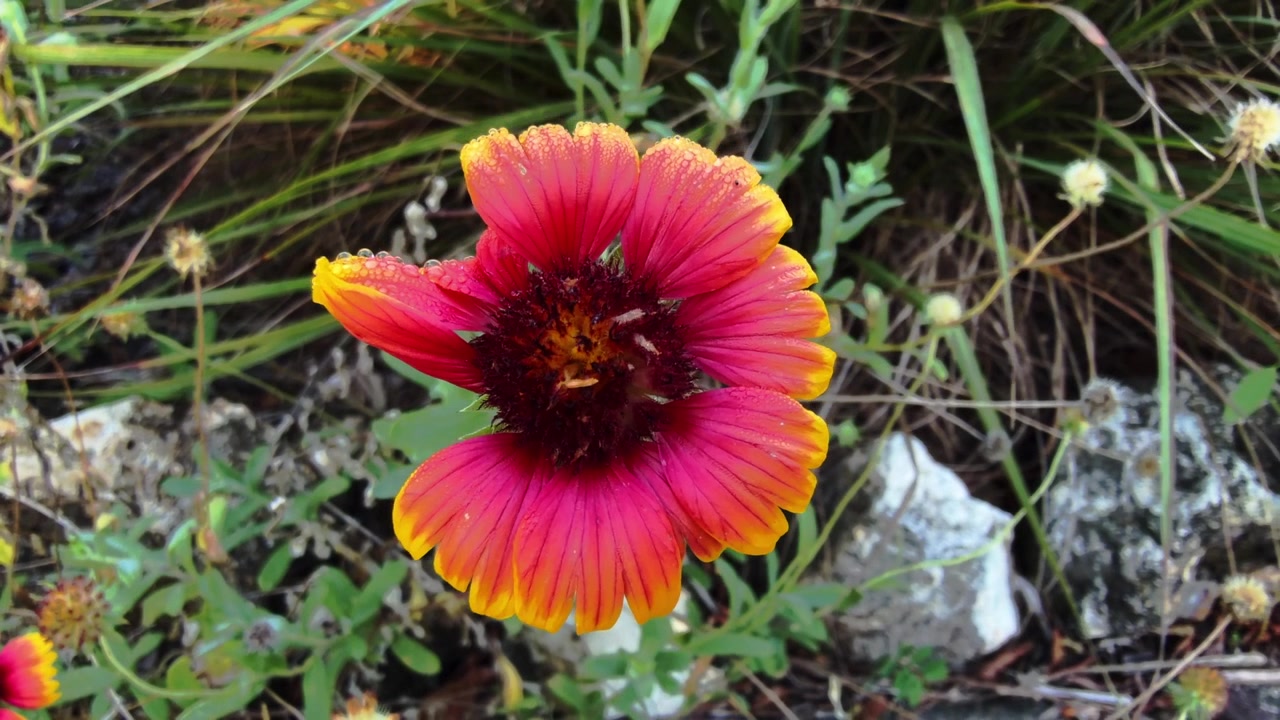 Closeup shot of Indian Blanketflower in a Florida park