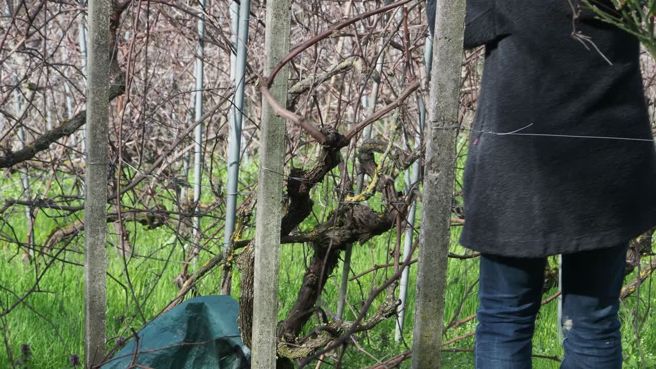 Close up of Unrecognizable woman farmer working among grapevines, pruning branches in vineyard with early growth, green grass below, bare vines and support poles, agricultural task, static shot