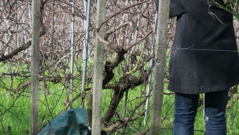 close up of unrecognizable woman farmer working among grapevines, pruning branches in vineyard with early growth, green grass below, bare vines and support poles, agricultural task, static shot