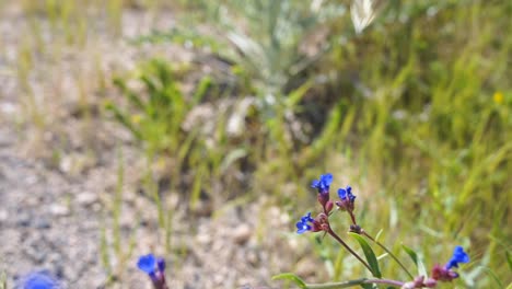 Butterfly-Sits-on-Blue-Flower,-flies-Away-in-Slow-Motion-in-turkish-sand-valley,-macro-shot