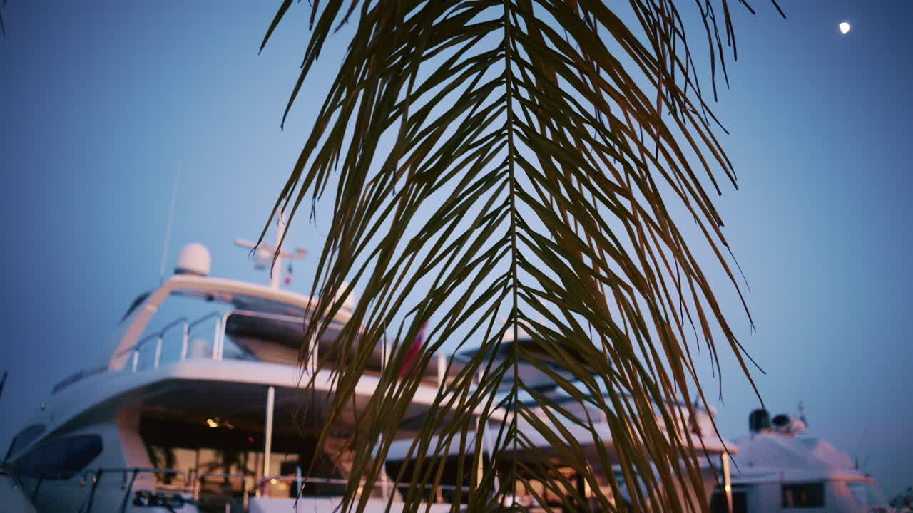Palm leaves create a natural frame around luxury yachts docked in a marina on the Cote d'Azur at dusk