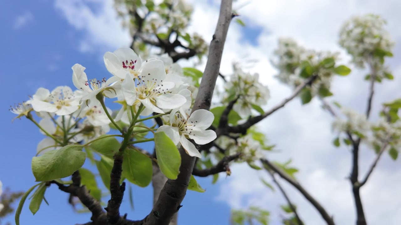 White blossoms blooming on tree branches under bright sunlight during spring