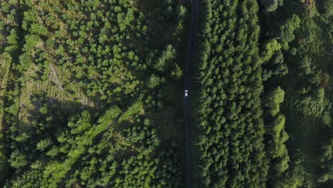 top-view of a white car riding along a curvy road in a green forest along the wicklow mountains