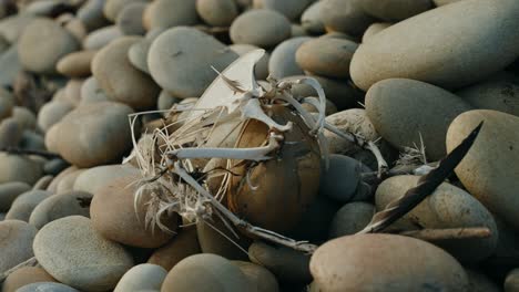 seagull bone remains amongst shoreline pebbles