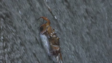 crab eating food in water