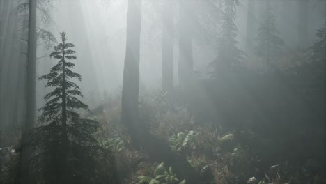 mañana de primavera brumosa en el bosque de pinos