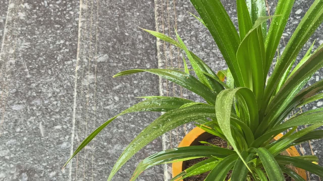 Closeup of Heavy rain in the building with falling rain on marble stairs and indoor plant
