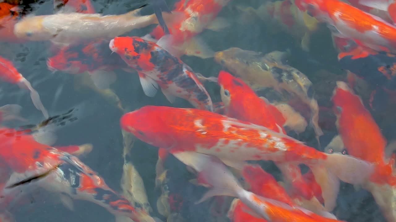 coloridas carpas lujosas peces nadando en el estanque.