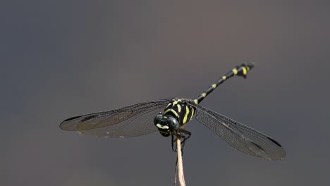 Die-Gemeine-Flanschschwanzlibelle-Kommt-Häufig-In-Thailand-Und-Asien-Vor