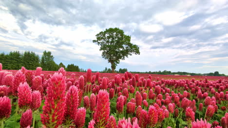 de un campo de trébol rojo en plena floración en una noche nublada de primavera