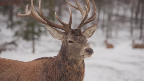 close up of bactrian deer in snowy landscape of quebec in canada