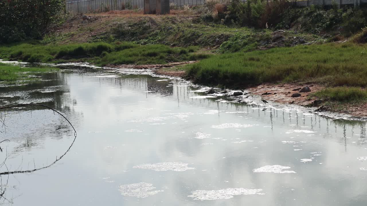 A serene pond with lush greenery and gentle reflections under soft daylight in Phuket, Thailand