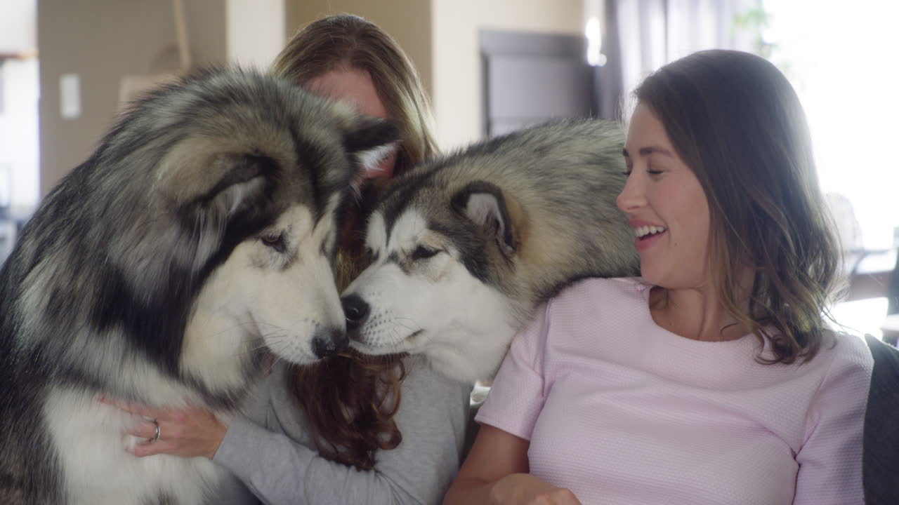 개가 많을수록 집은 더 행복합니다.