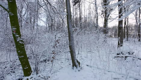 Slow-FPV-Flying-In-Between-Tree-Trunks-Over-Snow-Covered-Winter-Landscape