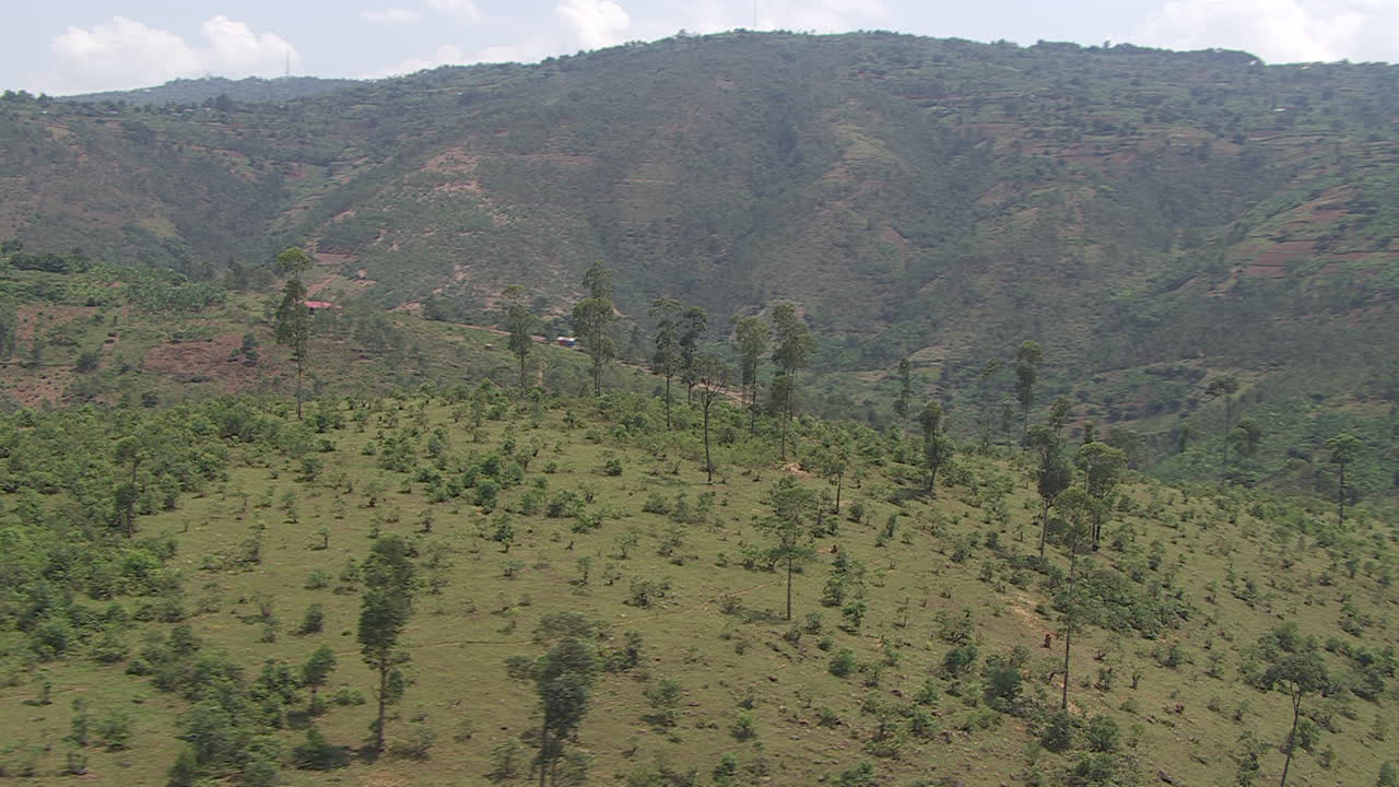 aerial view of weird super tall trees inbetween small trees on furtile ground in Africa