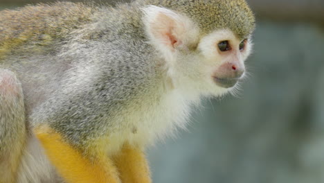 face close up of cute alerted saimiri or squirrel monkey looking down and around