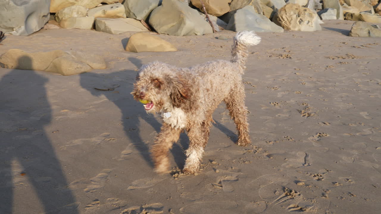 un lindo perro mascota labradoodle peludo marrón con una pelota de tenis en la boca jugando a buscar en la playa de arena de ventura, california a cámara lenta