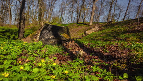 Time-lapse-of-an-old-large-tree-stump-in-a-forested-area-on-a-sunny-clear-day