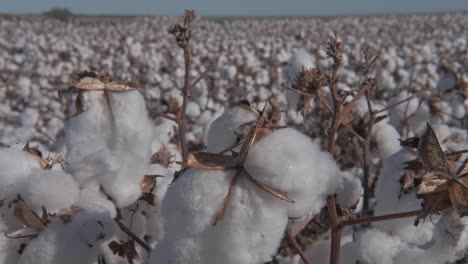 vista cercana de ramas de algodón maduras que se mecen en el viento en el vasto campo de algodón listo para la cosecha