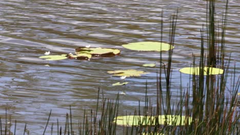 water lilies and reeds swaying in the wind