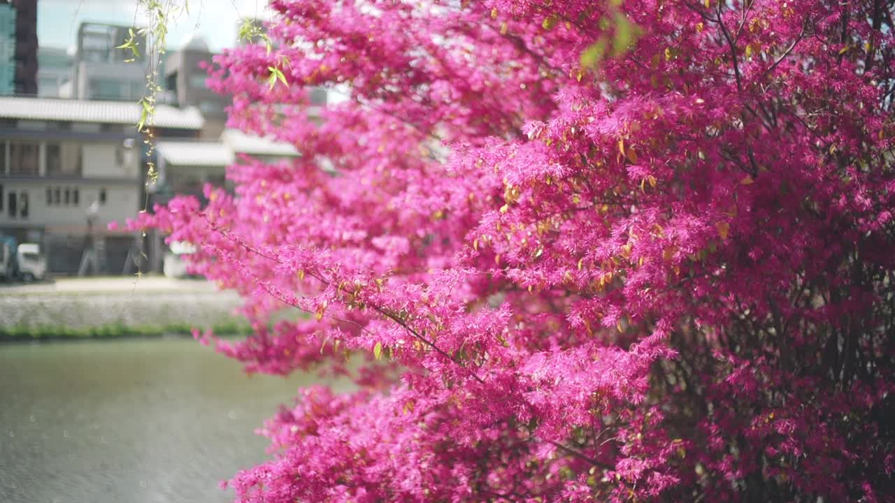 Beautiful Pink Sakura Blossoms By The Kamo River In Kyoto, Japan At Springtime. - static shot