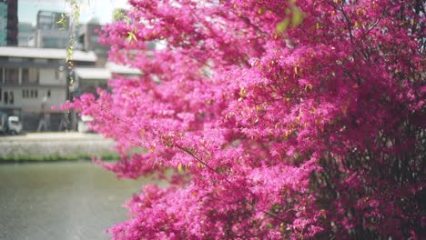 beautiful pink sakura blossoms by the kamo river in kyoto, japan at springtime. - static shot