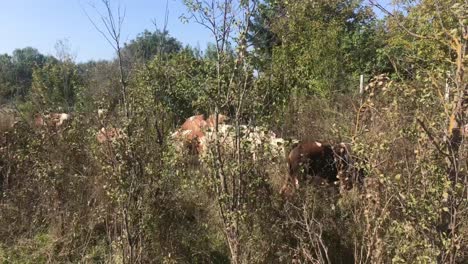 Approaching-herd-of-cows-grazing-in-the-bushes-next-to-road