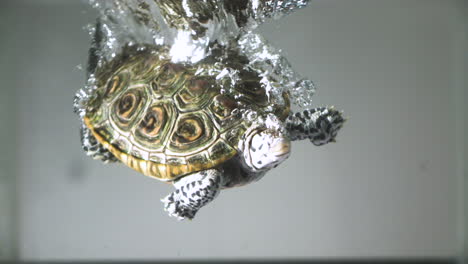 turtle plunging into water in slow motion extreme