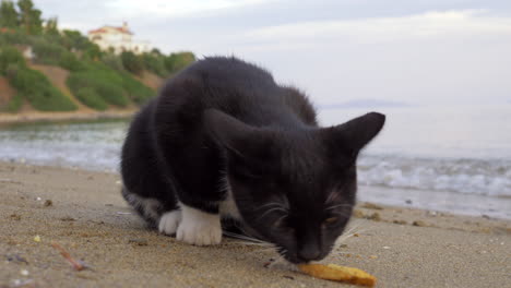 un gatto randagio che mangia patatine alla spiaggia