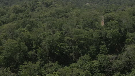 aerial attempts to follow black vulture as it soars over jungle coast