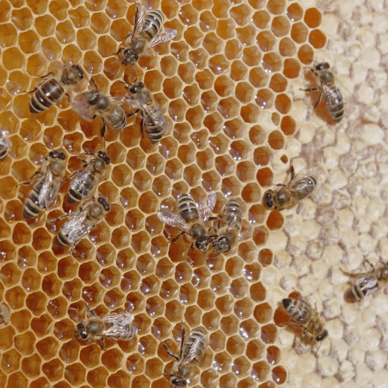 Alcune api operaie che si muovono sul telaio di cera. Metà delle celle sono già sigillate, l'altra metà è piena di miele fresco e scintillante. Primo piano
